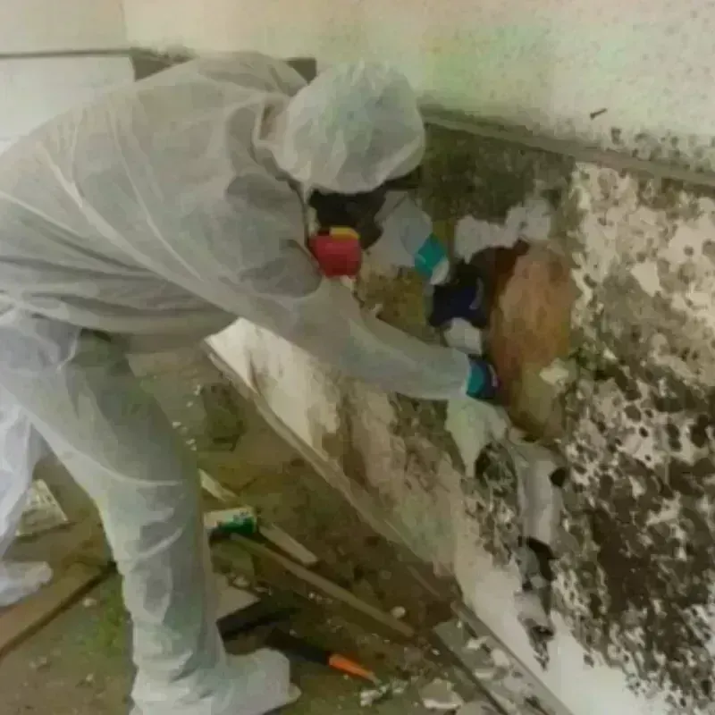 Mold Remediation and Removal in Berwyn, IL